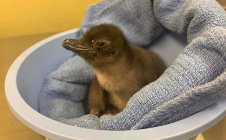 Mały pingwin w amerykańskim zoo nazwany na cześć polskiej potrawy!