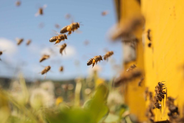 Francja zakazuje pestycydów, aby uchronić pszczoły