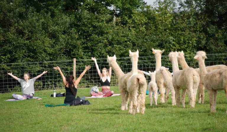 W Anglii możesz uprawiać jogę wśród alpak.