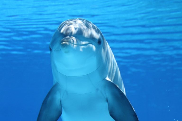 O czym piszczą delfiny? Tego dowiemy się już za 2 lata – sztuczna inteligencja rozszyfruje język tych wspaniałych ssaków!